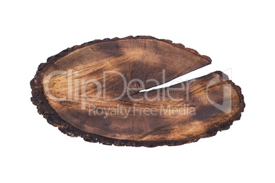 cut tree trunk isolated on white background