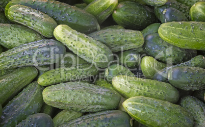 A good harvest of fresh green cucumber close-up.