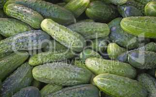 A good harvest of fresh green cucumber close-up.