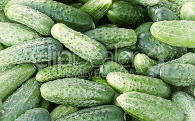 Fresh green cucumber close-up.