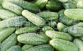 Fresh green cucumber close-up.