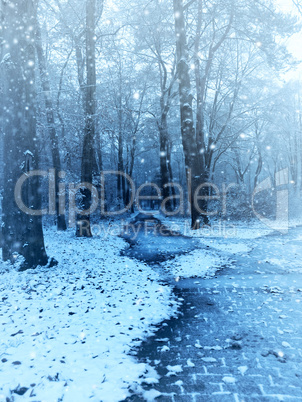 Winter scene beech forest