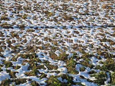 snow in meadow