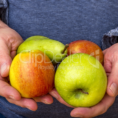 Hand holds apples and pear