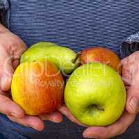 Hand holds apples and pear