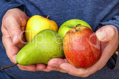 Hand holds apples and pear