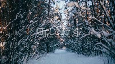 Winter snow forest with red sunny lights in the trees