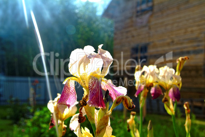 Lily flowers in the garden in the summer evening