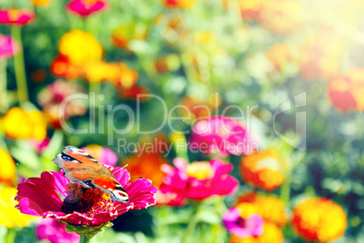 Different colors of summer. butterfly sits on the flower