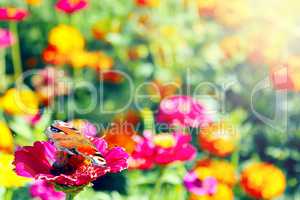 Different colors of summer. butterfly sits on the flower