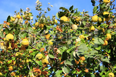 crop of quince on the tree