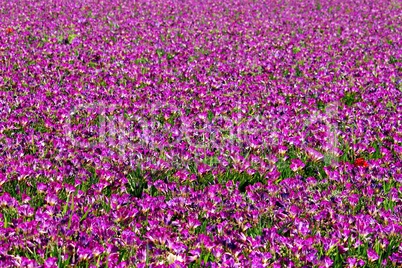 Freesienfeld violett in Holland