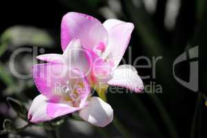 filigrane Blüten der Freesie
