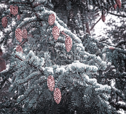 Spruce branch with cones covered with snow.