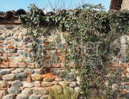 ancient brick wall with ivy background