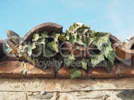 ancient brick wall with ivy background