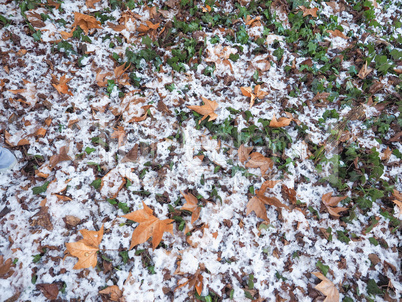 snow over ivy background