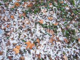 snow over ivy background