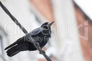 Black Raven sitting on wires