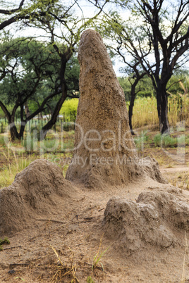 Termitenhügel, termite mound