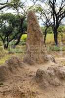 Termitenhügel, termite mound