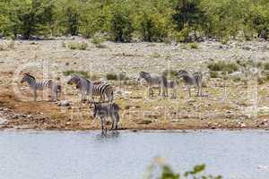 Steppenzebra, plains zebra (Burchells zebra), Equus quagga