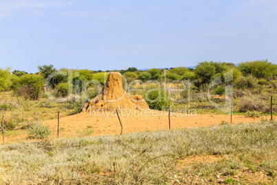 Termitenhügel in Namibia, termite mound in Namibia