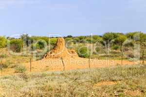 Termitenhügel in Namibia, termite mound in Namibia