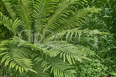 Bush fern in the garden.