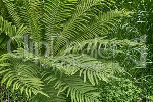 Bush fern in the garden.