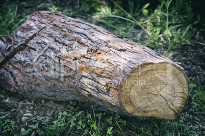 Cut down the trunk of a large pine.
