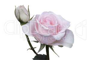 Beautiful blooming roses on a white background.