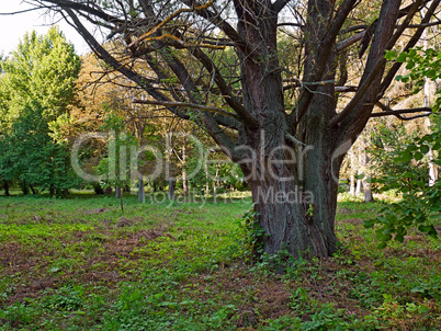 Old willow tree in the park