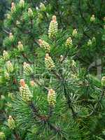 New Pine pollen cone