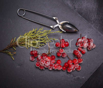 ripe red berries of the viburnum is sprinkled with sugar
