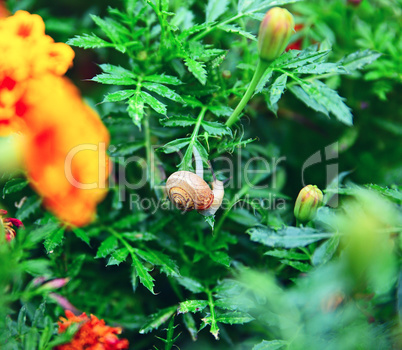 snail on orange flower marigold