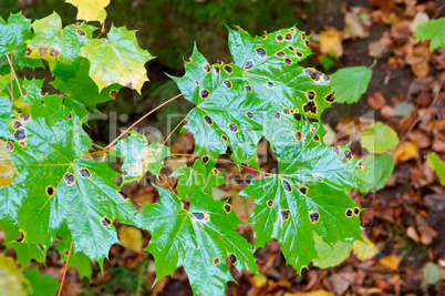 autumn green leaves, green leaves of a maple tree with black spots in autumn