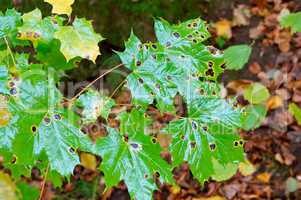 autumn green leaves, green leaves of a maple tree with black spots in autumn