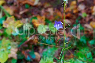 the blue bell in the forest on the meadow a wet autumn