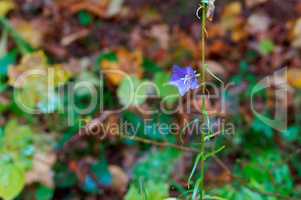 the blue bell in the forest on the meadow a wet autumn