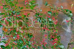 Euonymus autumn close-up, image, deciduous shrub Euonymus