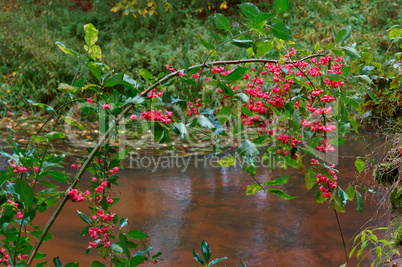 Euonymus autumn close-up, image, deciduous shrub Euonymus