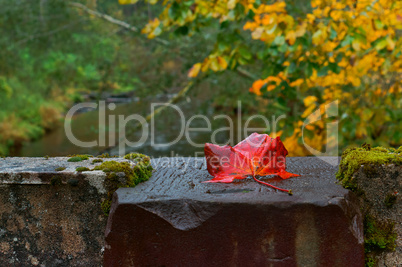 Autumn leaves, red maple leaf, red autumn leaf lies on a concrete base