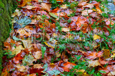 autumn yellow leaves, yellowed and reddened leaves of trees in autumn