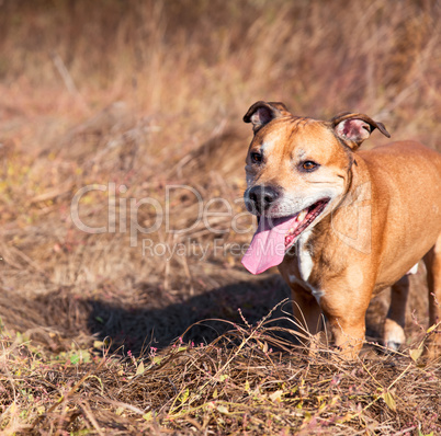 portrait American pit bulls outdoors, summer day