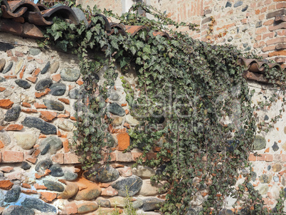 ancient brick wall with ivy background