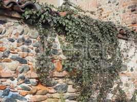 ancient brick wall with ivy background