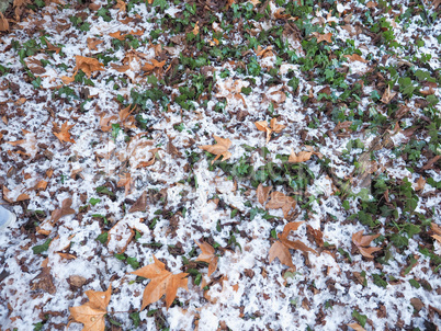 snow over ivy background