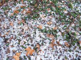 snow over ivy background