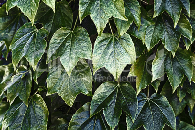 Background image: dangling ivy on the wall of the building.